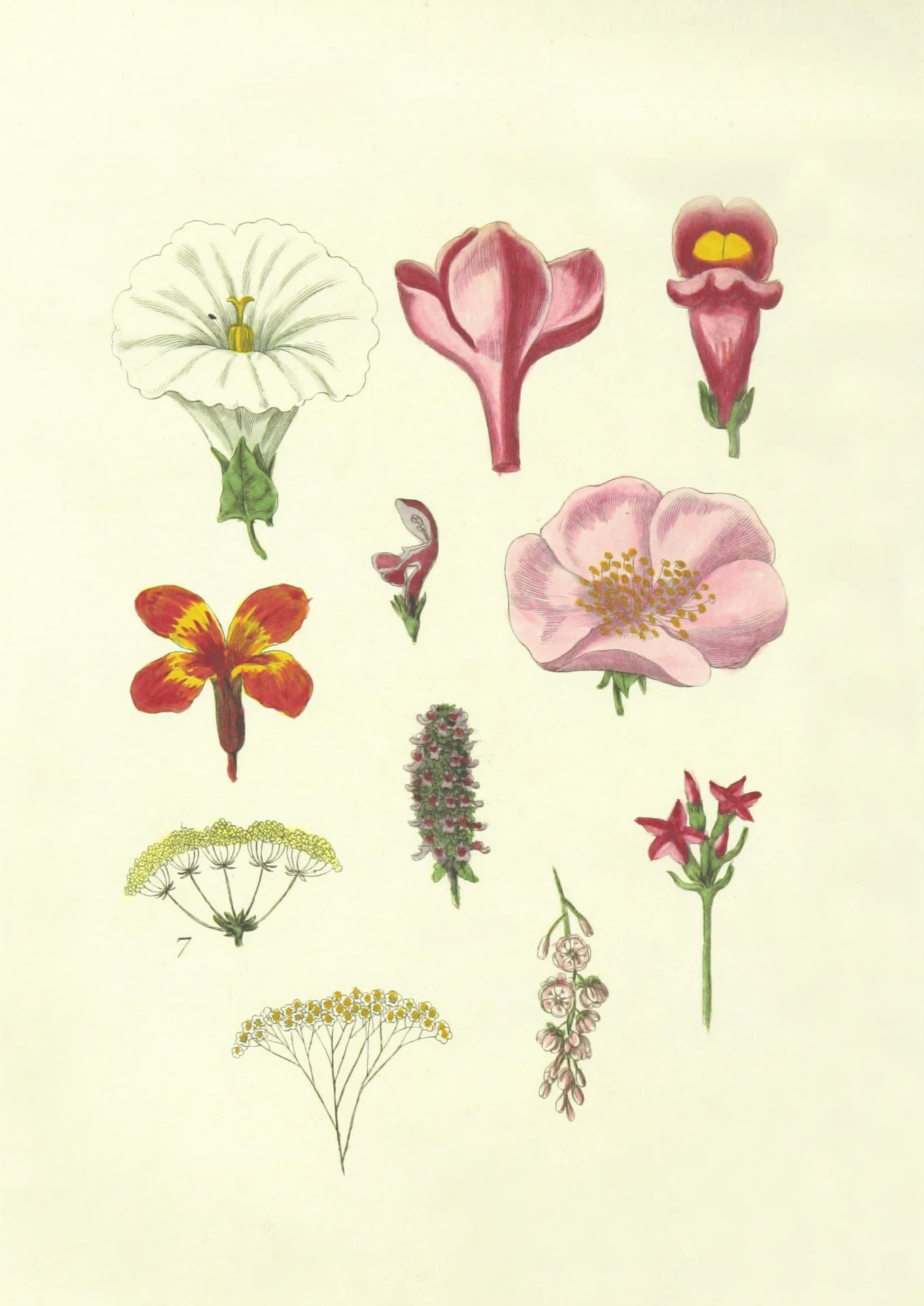Antique botanical study of individual small flowers and blossoms